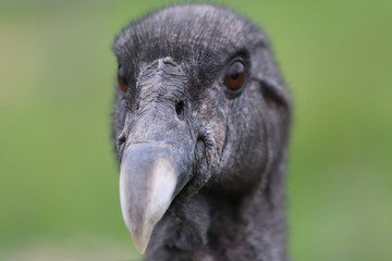Vulture closeup head shot