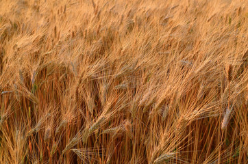 Wheat crop near ready to harvest in warm light near sunset.