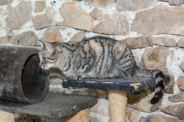 portrait of european cat living in belgium