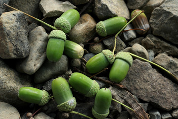 Green acorns on the stones. - 218270839