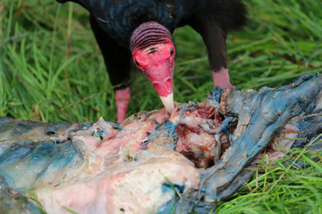 Obraz premium Turkey Vulture feasting on dead meat
