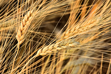 Wheat crop near ready to harvest in warm light near sunset.