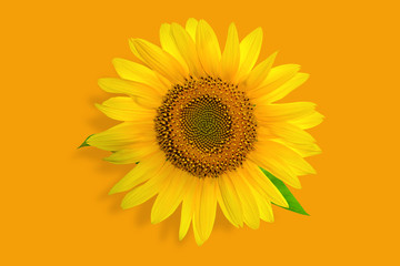 Sunflower on yellow background