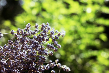 flower spring summer nature blossom green flowers plant garden purple macro beauty