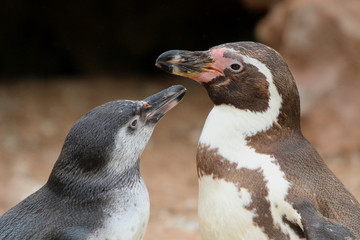 Young Penguin begging for food