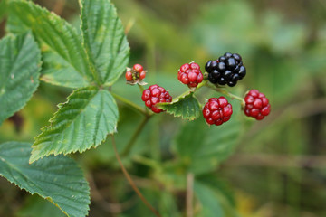 Branch with blackberries in the forest. - 218271069