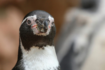 Penguin looking forward