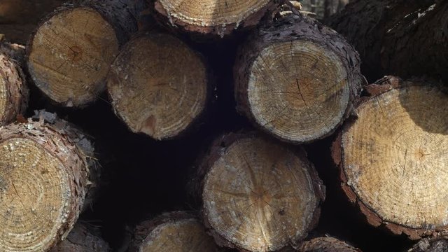 An old logs are drying at the frash air timelapse
