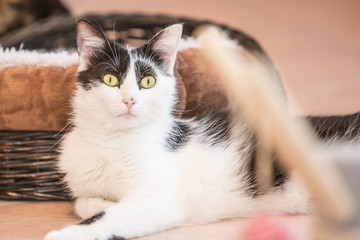 Portrait of european cat living in belgium