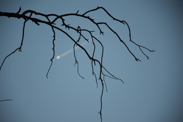 Silhouette of a branch