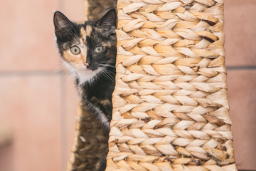 Portrait of european cat living in belgium