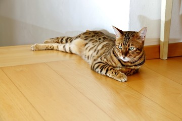 Bengal Katze zu Hause beim rasten, ruhen