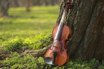 violin, music, forest, violin in the forest, fairy-tale photo, forest and violin, music sounds, bow and violin © Darina