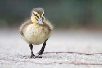 Mallard duckling walking forward