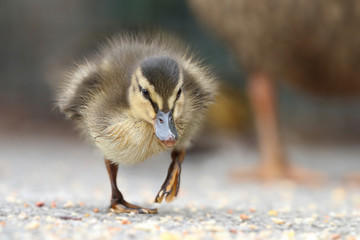 Mallard duckling walking forward - 218272234