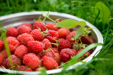 Pink fresh raspberries in an iron vessel in the garden on the background of green grass Berry Fruit Sadovina Healthy Food hack close up