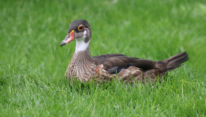 Young Wood Duck