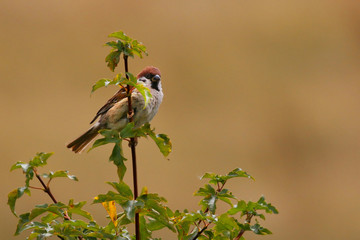Chaffinch in a tree