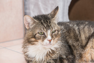 Portrait of european cat living in belgium