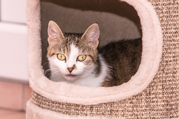 Portrait of european cat living in belgium