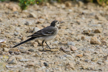 Pied Wagtail bird