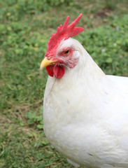 Leghorn Chicken