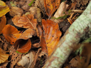 Autumn leafs