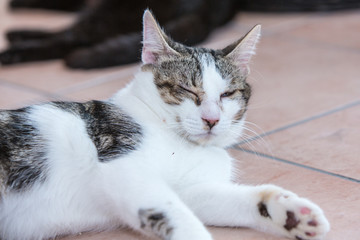 Portrait of european cat living in belgium