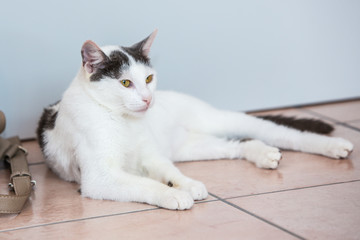 Portrait of european cat living in belgium