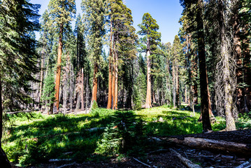 Obraz premium Sequoia National Park
