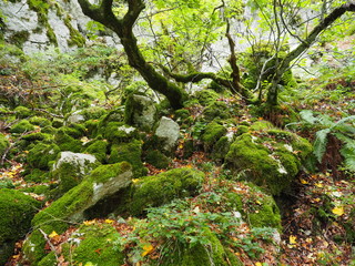 Obraz premium Enchanted forest