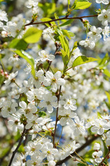 cherry, cherrytree, spring, blossom, tree, flower, nature, white, cherry, branch, flowers, bloom, garden, blooming, apple, green, season, sky, beauty, plant, blue, beautiful, plum, flora, leaf, petal