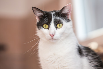 Portrait of european cat living in belgium