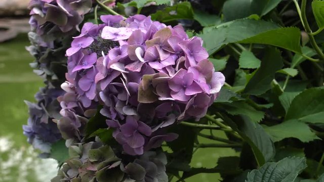 Pink hydrangeas in the garden. Beautiful flowers grow in a group.