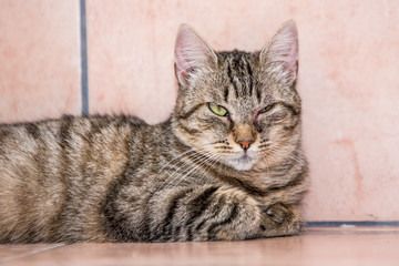 Portrait of european cat living in belgium