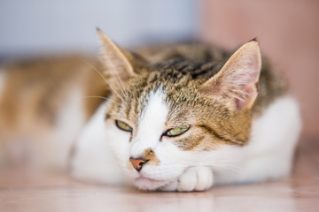 Portrait of european cat living in belgium