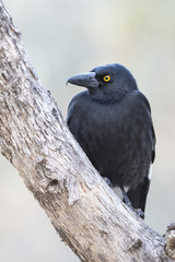 Fototapeta premium Pied Currawong (Strepera graculina) race 