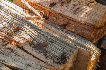 Chopped pine firewood close-up