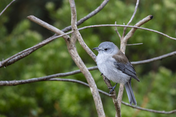 Grey Shrikethrush (Colluricincla harmonica) race 