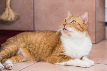 Portrait of european cat living in belgium