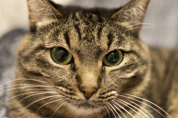 portrait of a gray cat