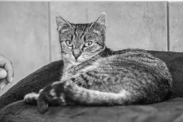 Portrait of european cat living in belgium