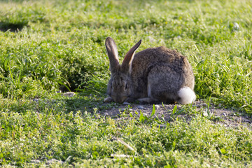 rabbit grass ears animal