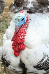 Male Oregon Blue Turkey