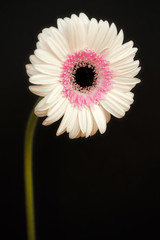 Portrait of pastel rosa gerbera flower on the black background