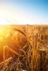 Wheat field on a sunny day in field against the sky on blurred nature background. The concept of agriculture, healthy eating, organic food. Natural background