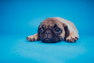 Funny puppy breed pug on a blue background. Empty space for text. Pug resting