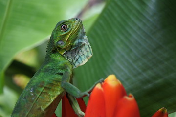 Young Green Iguana