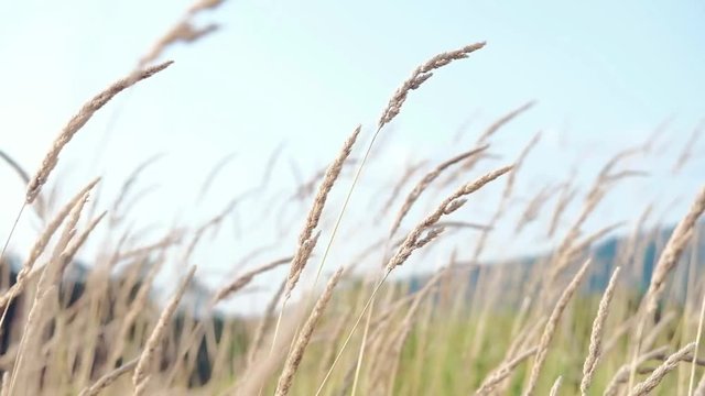 Grass/Wheat flowing in the wind.