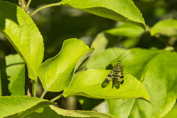 insect on leaf